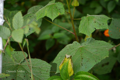 Abelmoschus angulosus var. purpureus